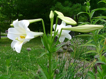 giglio bianco