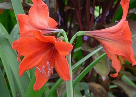 hippeastrum