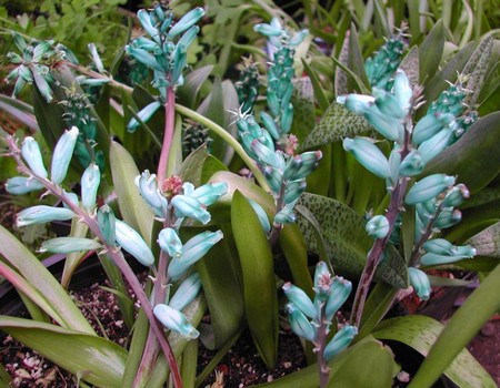 lachenalia virdiflora