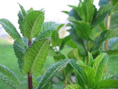 menta piperita