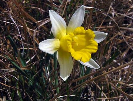 narciso