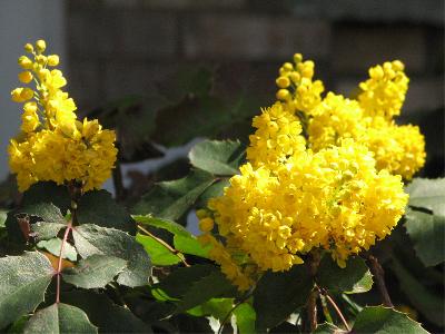 oregon grape