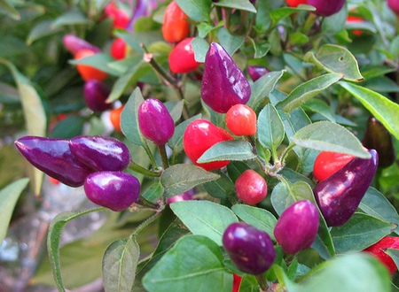 peperoncino