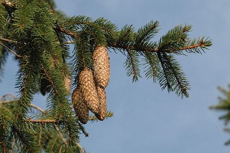 Albero Di Natale Vero Come Farlo Sopravvivere.Abete Rosso Ovvero L Albero Di Natale Pollicegreen