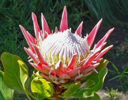 protea