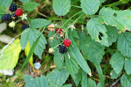 rubus ursinus-mora selvatica