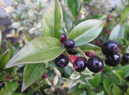 sarcococca confusa