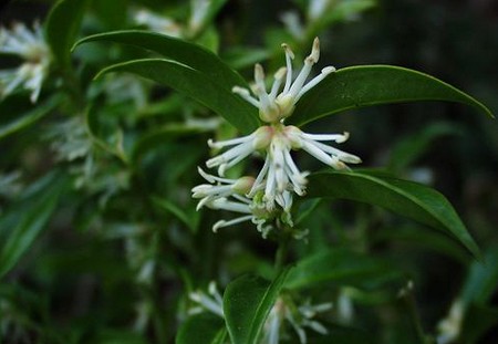 sarcococca