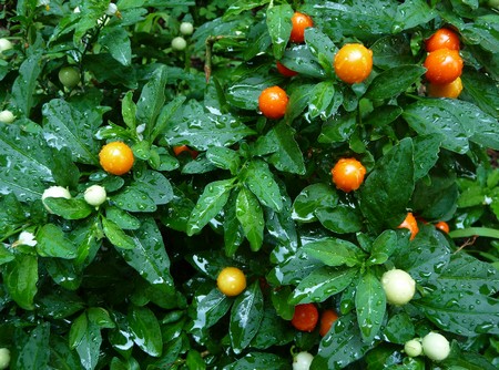 solanum capsicastrum