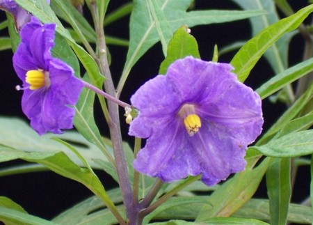 solanum laciniatum