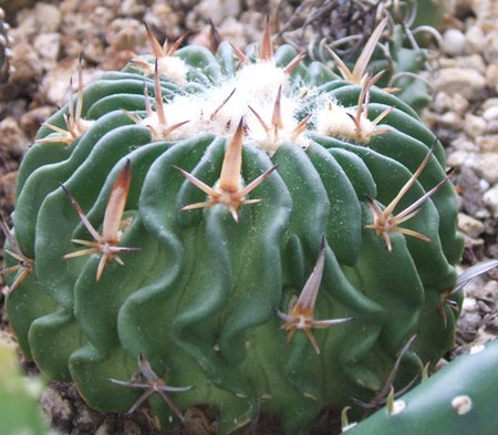 stenocactus