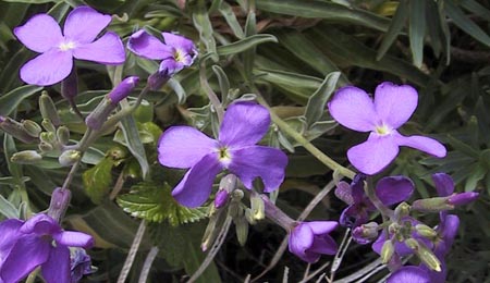 violacciocca viola