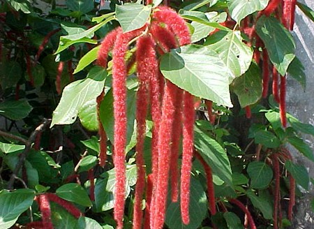 Acalypha hispida