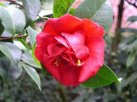 Camellia Japonica “Charles Cobb”: caratteristiche e cure