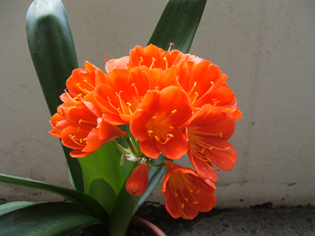 Clivia