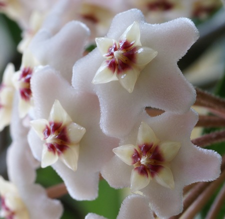 Hoya_carnosa