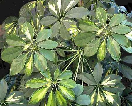Schefflera, la pianta delle "scintille"