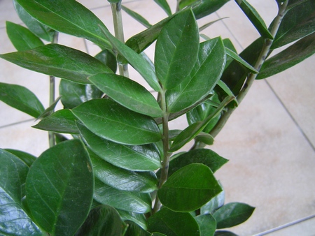 Zamioculcas_zamiifolia_2