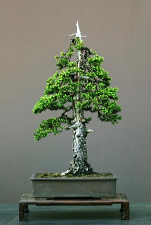 albero di natale bonsai