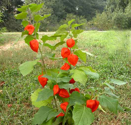 Alchechengi: la pianta dalle bacche rosse