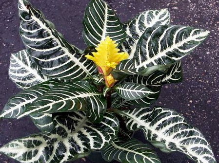 aphelandra