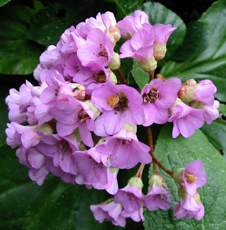 bergenia