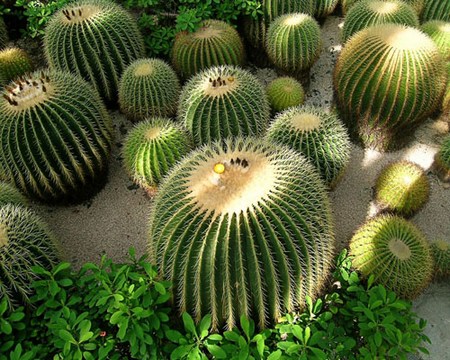 Il cactus a palla, ovvero il cuscino della suocera 