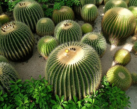 cactus a palla