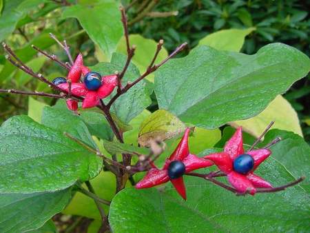 clerodendron trichotomum bacche