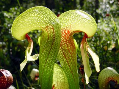 darlingtonia-californica