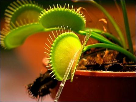 dionaea_muscipula