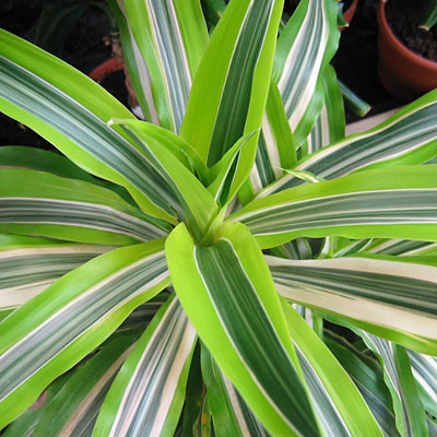 dracaena