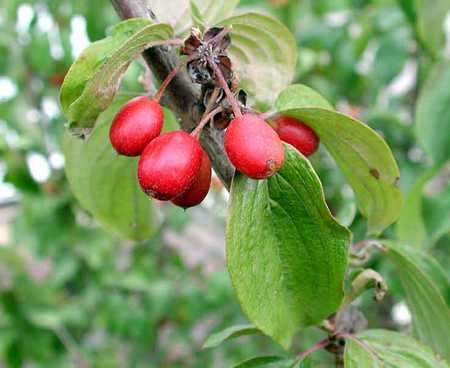 frutti corniolo