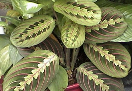 maranta