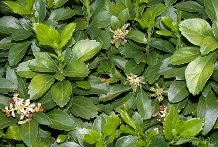 pachysandra