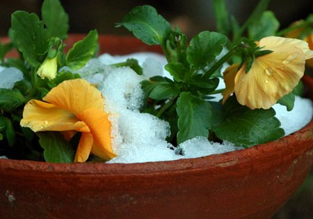 Dicembre, come proteggere le piante sui balconi nelle regioni settentrionali