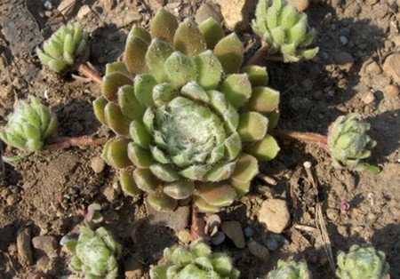 sempervivum