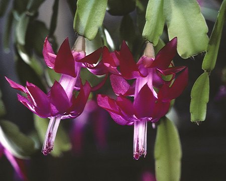 zygocactu cactus di natale