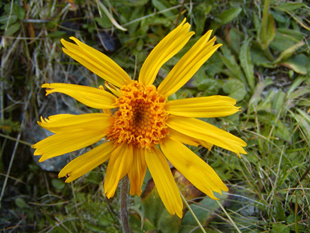 Arnica Montana