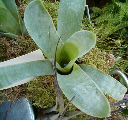 Brocchinia_reducta