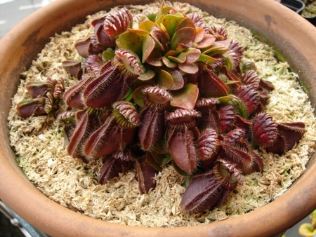 Cephalotus_follicularis