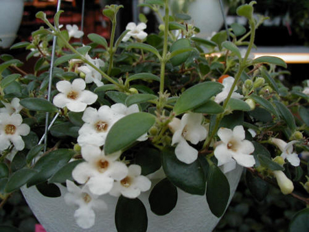 Codonanthe