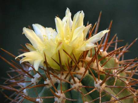 Copiapoa atacamensis