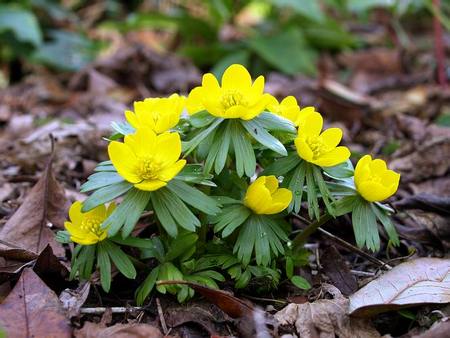 Eranthis