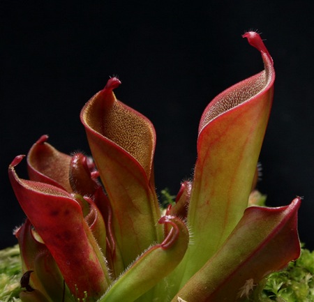 Heliamphora_hispida6