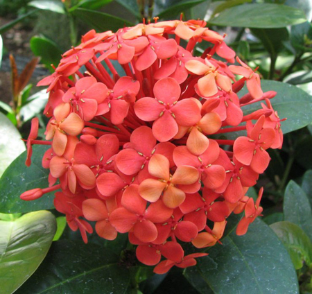 Ixora