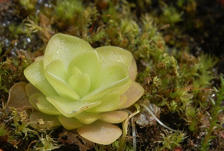 Pinguicula