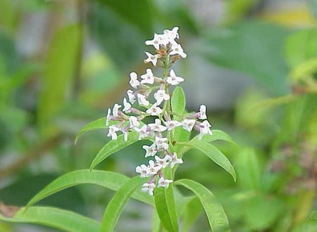 aloysia