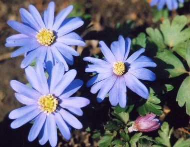 anemone blanda