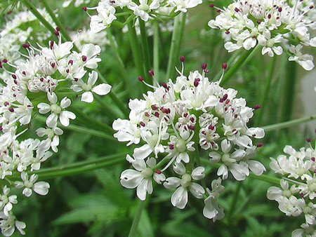 angelica